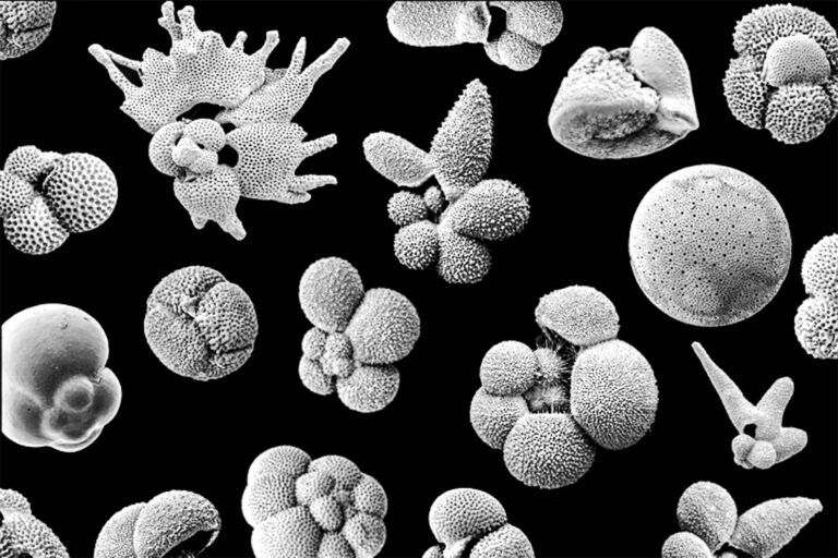 planktonic foraminifera