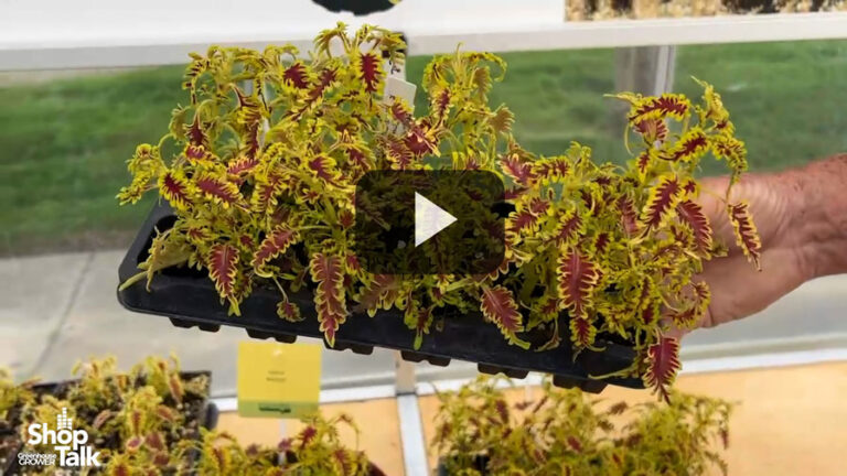 New Coleus from Kientzler Stands Out Feature