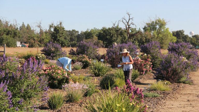 Climate Ready Plants trials at UC Davis