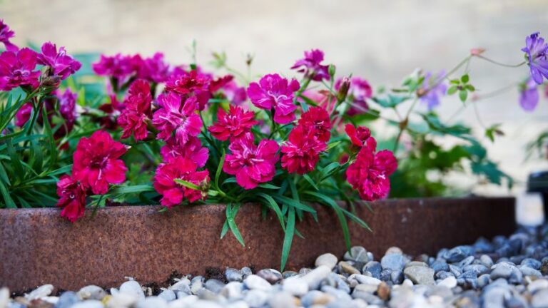 Dianthus ‘Beauties Tiiu HilverdaFlorist featured image