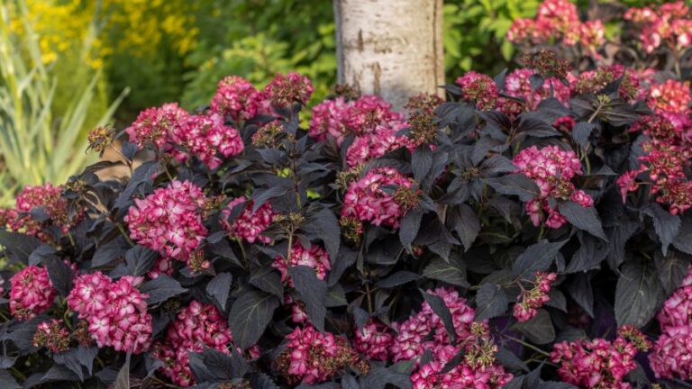 First Editions Eclipse Bigleaf Hydrangea from Bailey Nurseries