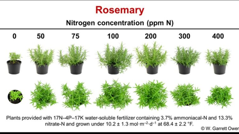 Investigating Rosemary video slide from e Gro on nitrogen concentration ppm N