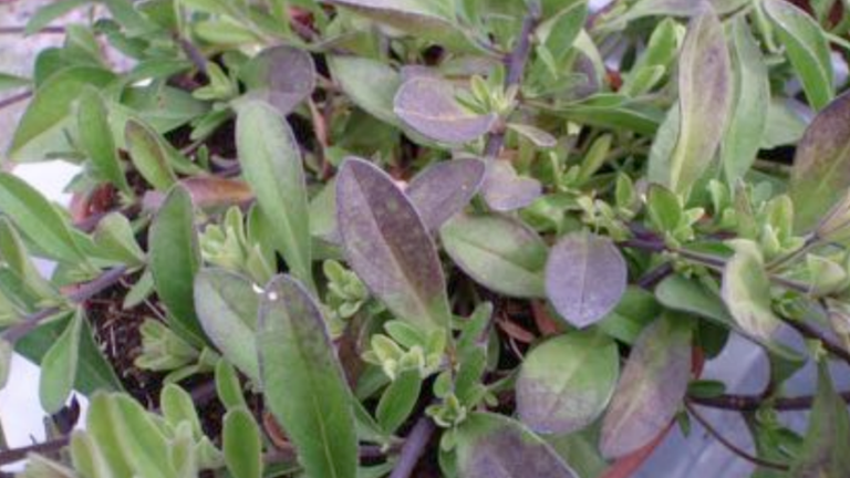 Petunia Purple Leaf Discoloration