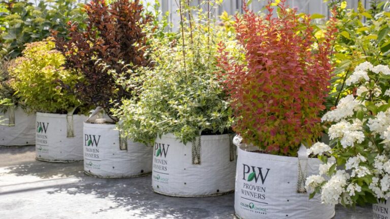 Proven Winners ColorChoice flower shrub selections from Spring Meadow Nursery with new sustainable packaging