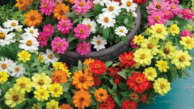 Zinnia Belize Double Series from American Takii featured image