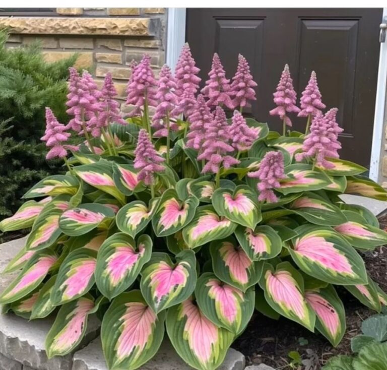 Hosta AI