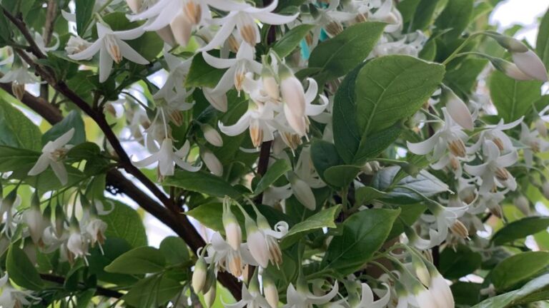 Styrax Starway to Heaven Japanese Snowbell Spring Meadow Nursery