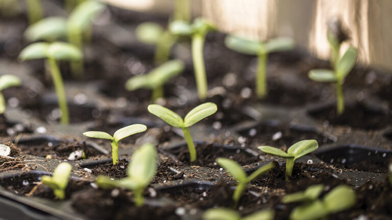 Young Plant plug and liner feature