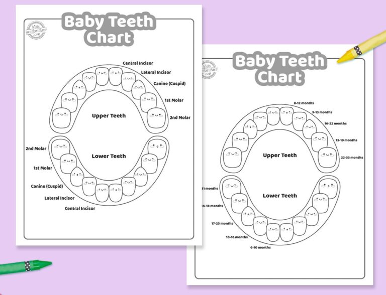 Baby Teeth Chart Printable Facebook