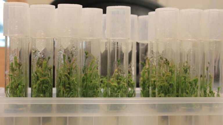 Close up tissue culture tubes