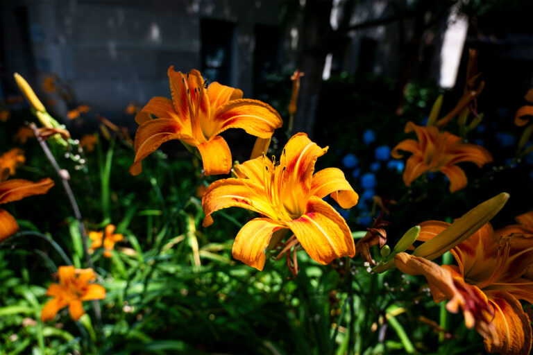 Campus feature flowers