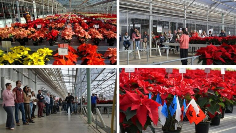 Plantpeddler Poinsettia Variety Day 2024 Featured Image