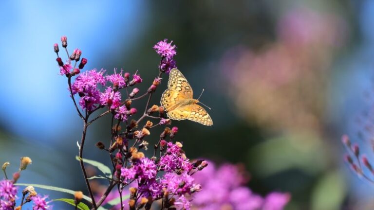 Fritillary on Vernonia Mt. Cuba Center