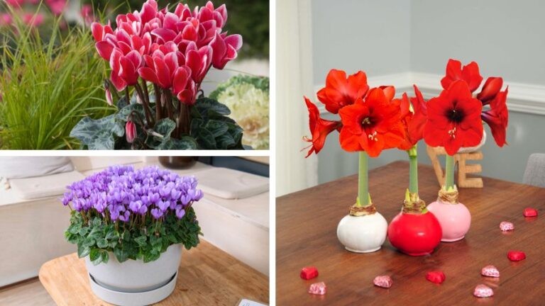 Look Out for These New Cyclamen and Amaryllis Varieties