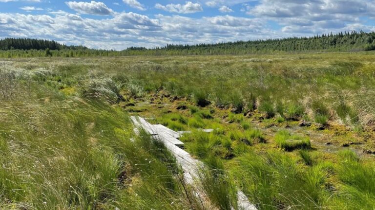 Restored Peatland Feature