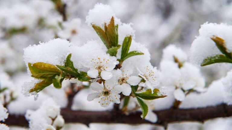 Snow covered cherry flowers blossoming on a branch in spring