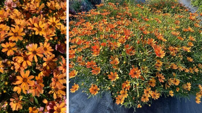 Terra Nova Coreopsis Nova Amber