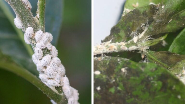 Why Managing Mealybug Starts with Monitoring