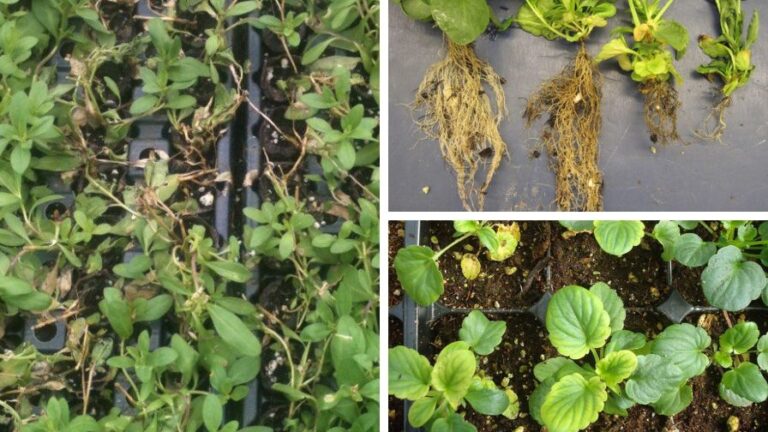 e Gro Alert Black Root Rot Management